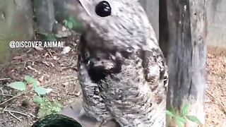 РАЗНИ ЖИВОТНИ ПО ЗЕМЯТА