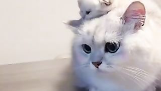 Which one most cute?