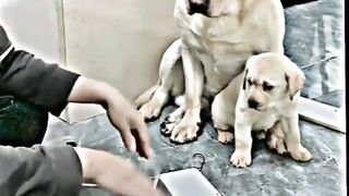 Mother love dog