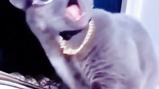 Funny cats ???? 3