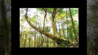 Explorando Aokigahara a floresta assombrada pelos mistérios da vida e da morte