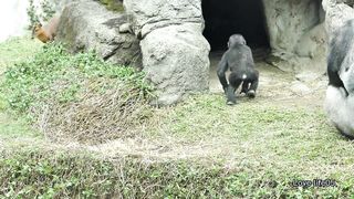 Part 2 : Gorilla daddy D'jeeco stop two sons' rough play again.