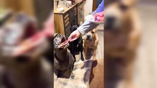 Cane Corsos are Badass and Cute - Tiktok Compilation! | 2