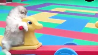 Cute baby animals Videos 2023