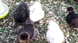 Chicken 4