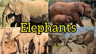 Defirent  kinds of elephants playing