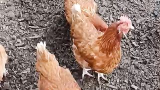 Chicken 5