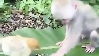 Love animals 3