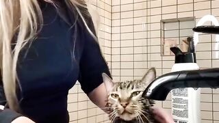 MY CAT LOVES TAKING A BUBBLE BATH #shorts #shorts30