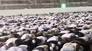 SUBHANALLAH what moments