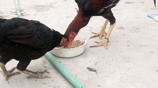Murga ki video new video