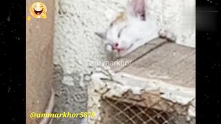Hilarious Moments of a Sleeping Cat that Will Make You Laugh Out Loud | markhor