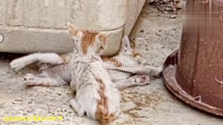 Cats Funny Wrestling - Watch Hilarious Cat Fights! | markhor