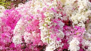 Nature, natural scenes