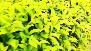 Natural greenery