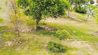 Beautiful greenery