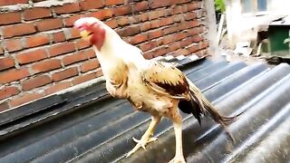 Parrot beek aseel rooster breeder murghaa