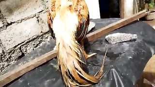Yellow parrot beek aseel rooster breeder murghaa