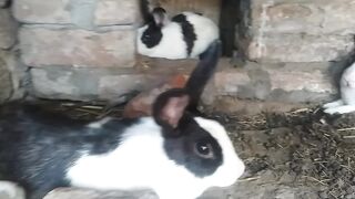 Rabbit new baby video