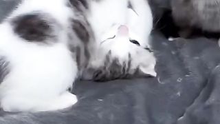 CATS WORLD 30