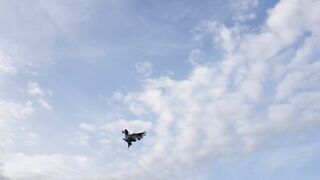 Pigeon ????????