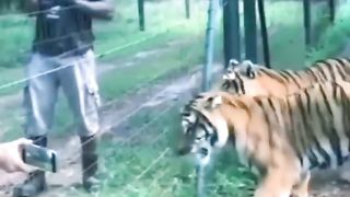 a lion