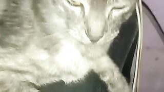 cat lover 2