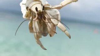 Very beautiful crabs and nice music