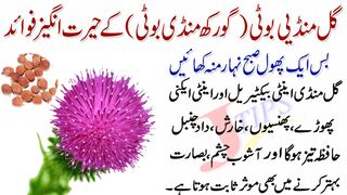 Health Benefits of Gul Mundi  Gul Mundi ke Fayde  گل منڈی کے فائدے