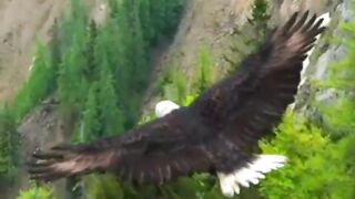 eagle 2
