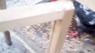 My Pigeon in febspot