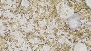 Live meal worms forming Peshawar Pakistan