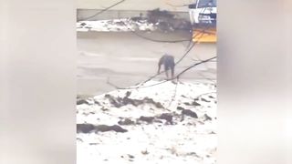 FUNNY MOMENTS WITH ANIMALS P1