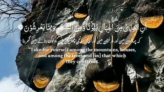 Sehad ki mahki