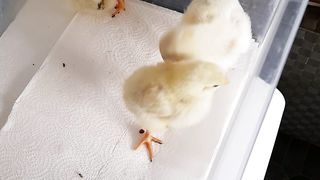 Baby chickens