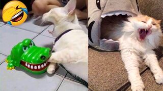 FUNNY CAT MOMENTS