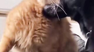 Cat vs dog ???? 2