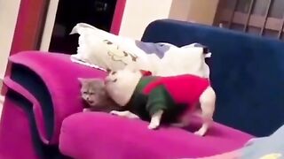 Funny animals 44