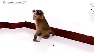 Funny video 768