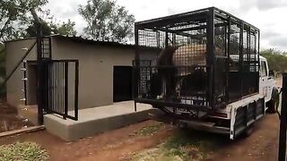 Lion attack 3