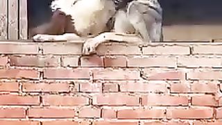 Нежности