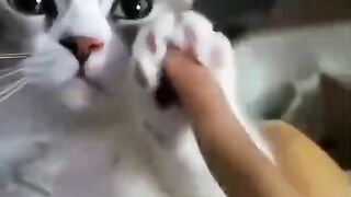 Funny videos and Blogger funny tik tok youtube videos feb spot