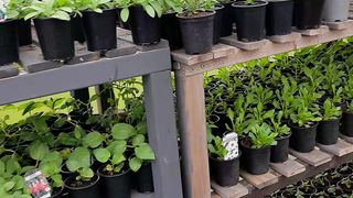 Plants 4
