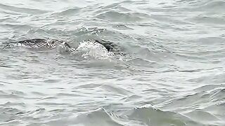 top the 10 video and buti full video shikar ki video