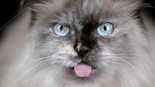 Трясущиеся коты