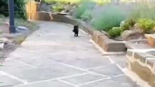 Похоже, у этого кота хорошее настроение.