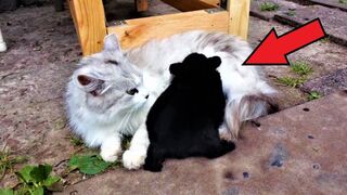Когда я увидел кого УCЬIH0BИЛA эта КОШКА то не поверил своим глазам! Бывает же такое!