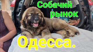 Собачий рынок Одесса. Разные породы собак. Продажа собак и кошек.