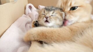 Объятия матери-кошки такие сильные