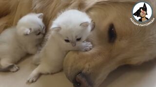 И жили они, как кошка с собакой ???????????? Кот кусает собаку